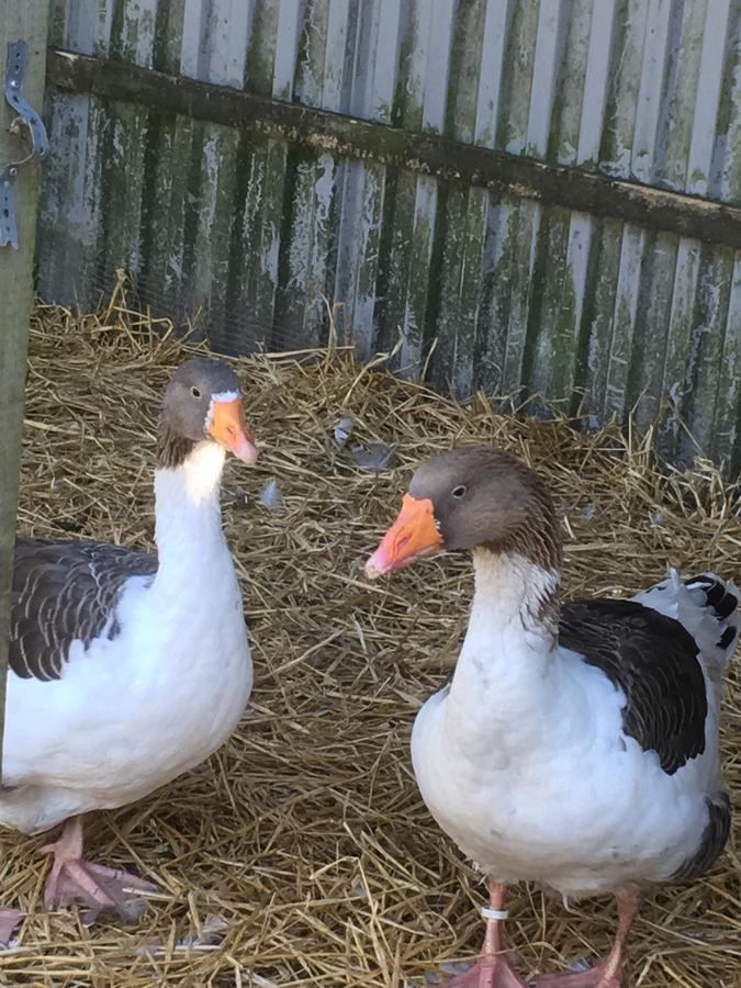 B & B Langagergaard Thisted Eksteriør billede